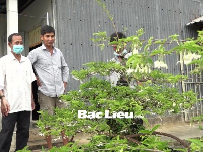 Vườn trồng cây cảnh tiền tỷ của một anh nông dân Bạc Liêu, ai đến xem cũng phục tài