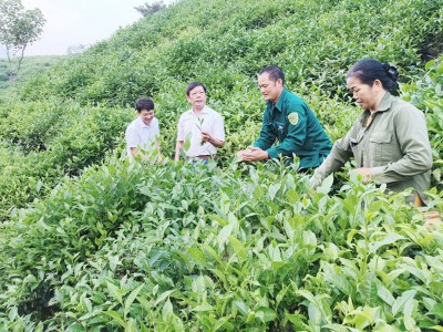 Chuyển đổi cây trồng - hướng đi chiến lược của Lào Cai