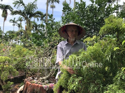 Nam Định: Đổ xô trồng 