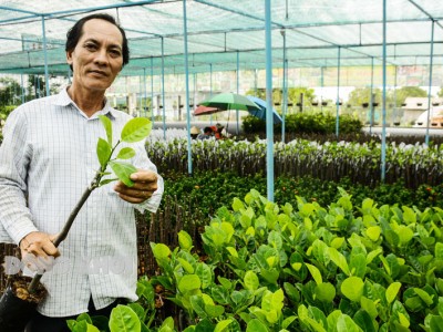 Bến Tre: Giống mít đỏ của nước nào đang 