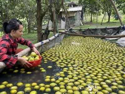 Loại quả này trồng ở Hà Tĩnh, muốn ăn ngon cả làng khen sao phải ngâm nước 3-4 ngày?