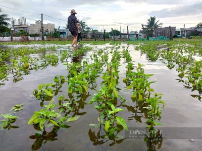 Ninh Thuận: Nông dân rớt nước mắt vì hàng trăm hecta rau màu phục vụ Tết chìm trong biển nước