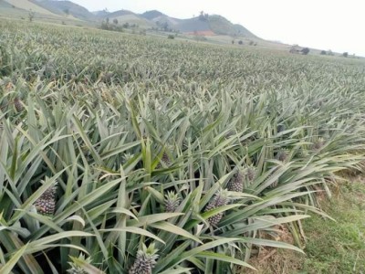 Trồng dứa, thu nhập 200 - 240 triệu đồng/ha