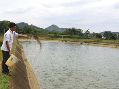 Chăm sóc cá nước ngọt mùa mưa bão