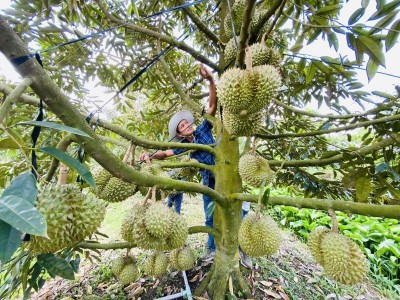 Xuất khẩu sầu riêng bền vững: Canh tác hữu cơ - giải pháp căn cơ