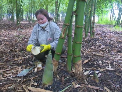 Một nông dân Bình Thuận thu lời cao nhờ mô hình trồng một loại cây, nuôi thêm một loại con