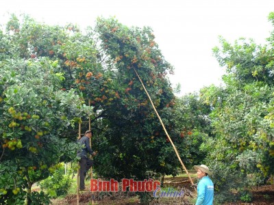 Mùa chôm chôm chín ở đất Bình Phước, trái ra quá trời, bán được giá, một nông dân thắng lớn