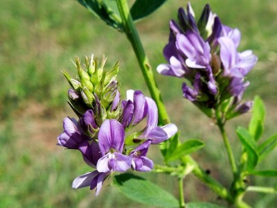 Cỏ linh lăng là nguồn protein mới cho nuôi trồng thủy sản