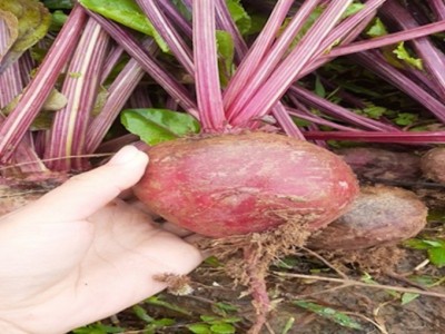 Củ dền đỏ, cây trồng mới trên vùng cao