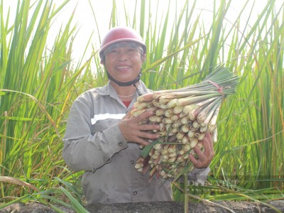 Loại củ thân trắng nõn nà, ăn rất tốt cho sức khỏe, mỗi năm chỉ cho thu hoạch 1 vụ