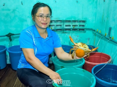 Nuôi cua gì trong các thùng nhựa mà chị nông dân Cà Mau này bán đắt như tôm tươi?
