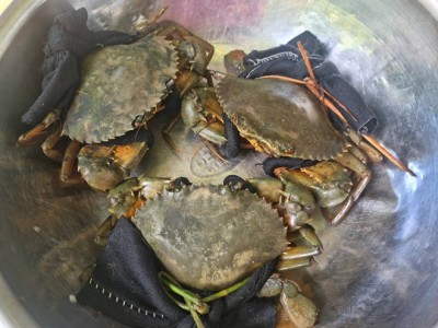 Hai loại thủy sản ngon này đang tăng giá tốt hơn ở Trà Vinh do cầu vượt cung, đó là loại nào?