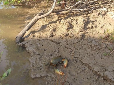 Nắng nóng cực đoan khiến cua nuôi tại Cà Mau chết rải rác