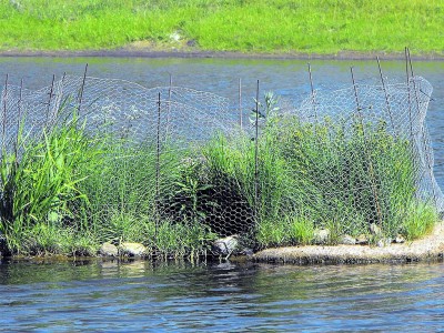 Làm đảo nổi thực vật để loại bỏ nitơ và photpho trong nước nuôi