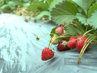 Dâu tây Sơn La giá bán thấp 