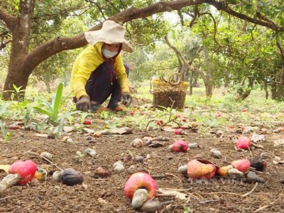 Bình Phước: Nỗi niềm của những nông dân trồng điều sạch, năng suất, giá điều bao nhiêu mới sống nổi?