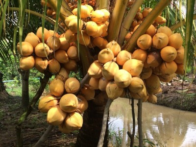 Loại dừa mang tên rất 