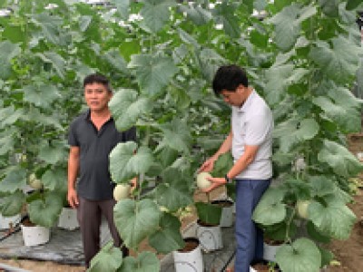 Trồng rau công nghệ cao ở các tỉnh phía Bắc Việt Nam, nông dân, doanh nghiệp có thu nhập gấp đôi