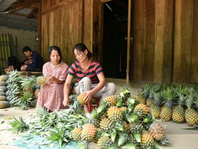 Điện Biên: Trồng loại cây ăn ngọt, dính mật, nông dân Pu Lau tiêu tiền thoải mái hơn