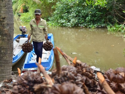 Loài cây mọc hoang dã quen thuộc ở ven sông ngòi, kênh rạch ở miền Tây giúp nông dân có thu nhập cực ổn