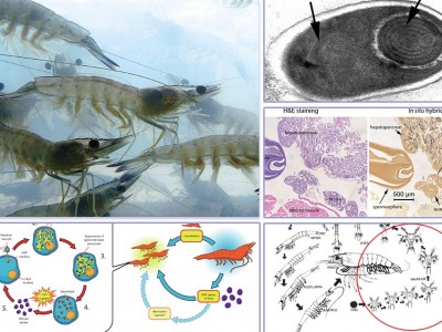 Có thật là EHP lây truyền từ tôm bố mẹ sang tôm giống?