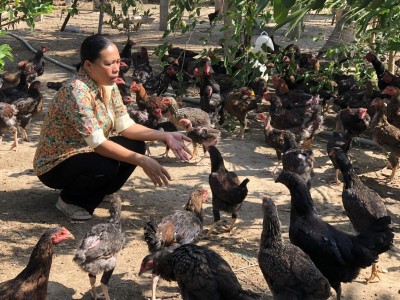 Nơi cánh đồng điện gió khổng lồ ở Bình Thuận, nuôi gà thả vườn táo, chị nông dân Bình Thuận khá giả