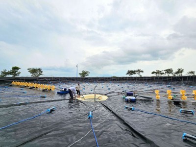 Kỹ thuật chuẩn bị ao nuôi tôm