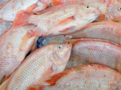 Tin vui từ giá tôm và cá điêu hồng