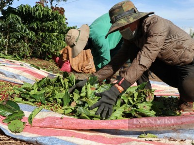 Giá cà phê cao nhất 10 năm qua, vì sao ngành chức năng một huyện ở Lâm Đồng khuyến cáo nóng?