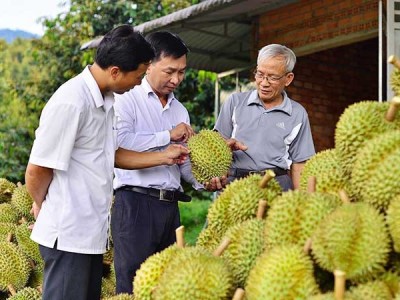 Loại quả ngon của Việt Nam xuất khẩu tốt, giá bán cao, lợi nhuận lớn, vì sao cẩn trọng khi tăng diện tích?