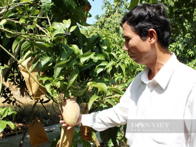 Xuất khẩu sang Trung Quốc gặp khó, giá xoài rớt thê thảm, nông dân chán chả buồn hái