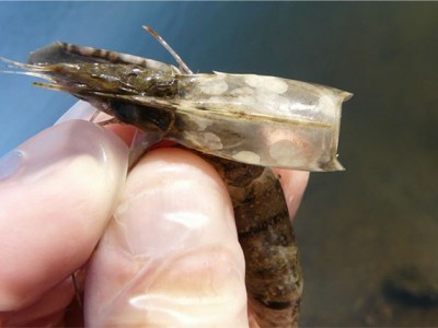 Oxit kẽm hoạt tính giảm tỷ lệ chết do virus đốm trắng