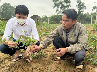 Nghệ An: Sắn vừa nảy mầm khỏi đất đã bị dịch bệnh tấn công, lá xoăn tít, còi cọc, nông dân lo mất ăn