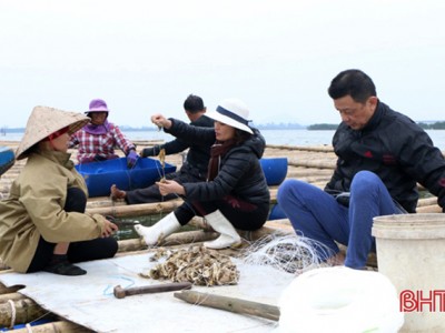 Nuôi hàu sữa Thái Bình Dương giữa thành phố Hà Tĩnh