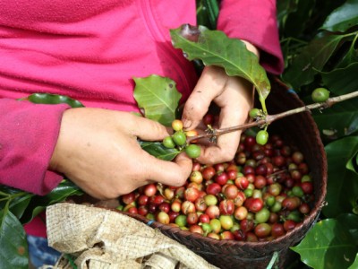 Hái cà phê đúng quy trình có thể tăng gấp đôi năng suất