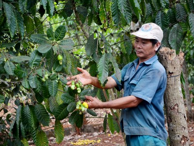 Thứ cây này ở Bà Rịa-Vũng Tàu ra trái lác đác, đã thế giá bán lìu tìu, có nhà chả buồn nhặt hạt