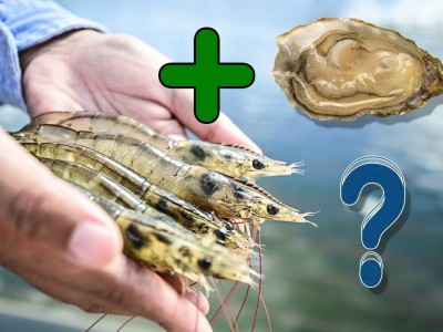 Hàu và tôm thẻ - Sự kết hợp hoàn hảo