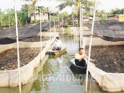 Ở Hải Dương, cho cá rô đồng ở 