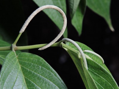 Điều trị ký sinh trùng trên cá với cây hồ tiêu hoang