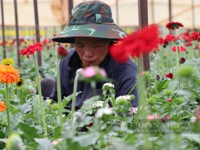 Đây là loài hoa đang 