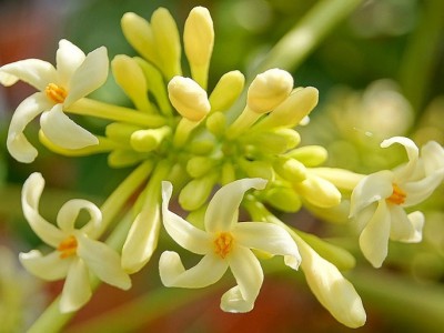 Hoa và lá đu đủ đực có chữa được bệnh ung thư?