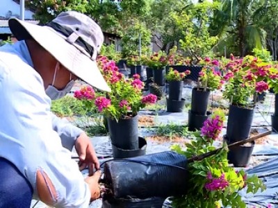 Trồng thứ cây cảnh đang hot bằng cách lạ, nông dân nơi này ở Vĩnh Long kiếm bộn tiền hơn cấy lúa