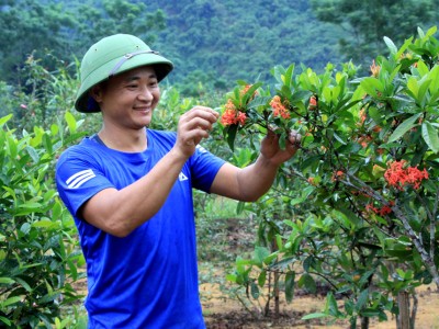 Trồng cây cảnh, trồng hoa lạ đang hot, trai làng Hà Giang kiếm bộn tiền, nhiều người tìm lên xem