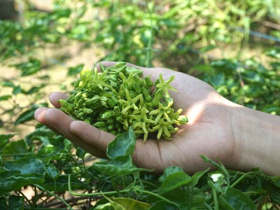 Thứ hoa thơm ngon, bổ dưỡng, xào thịt bò thì thơm thôi rồi, ông nông dân An Giang hái là bán hết sạch