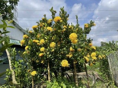 Một ông nông dân Đồng Tháp đi lạc ở Cần Thơ tình cờ phát hiện ra loài hoa bông trang tiền tỷ đang 