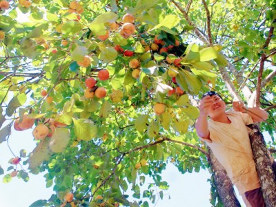 Thứ trái đặc sản này đang chín vàng, chín đỏ ở Lâm Đồng, vườn nào cũng xôn xao kẻ ra người vào