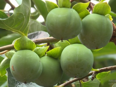 Mê mẩn ngắm mãi không chán vườn hồng không hạt ở cao nguyên Quản Bạ của Hà Giang