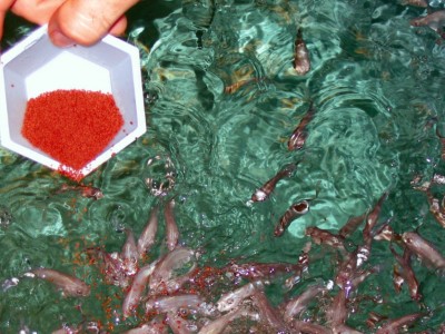 Kháng sinh - sử dụng hay lạm dụng?