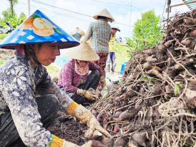 Nóng: Khoai lang Việt Nam sắp được xuất khẩu chính ngạch sang Trung Quốc