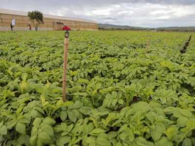 Một ông nông dân ở Đơn Dương chỉ trồng khoai tây bán cho doanh nghiệp nước giải khát mà thu 500 triệu